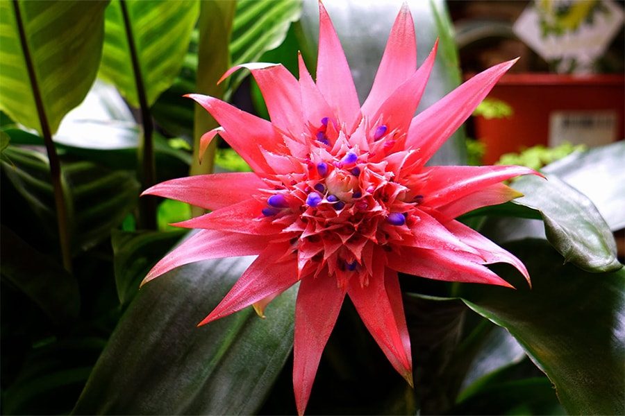 Bright bromeliad flower among lush leaves
