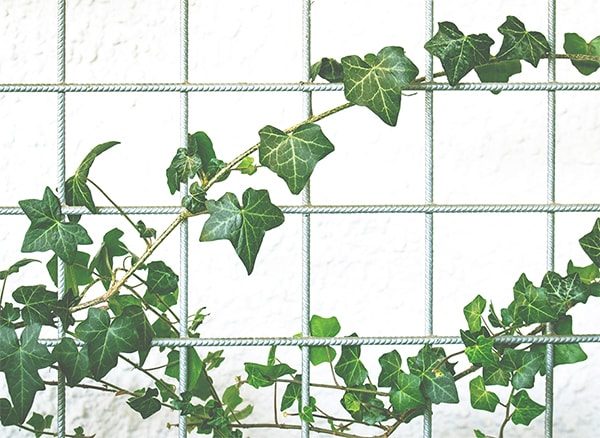 Ivy growing on a white trellis