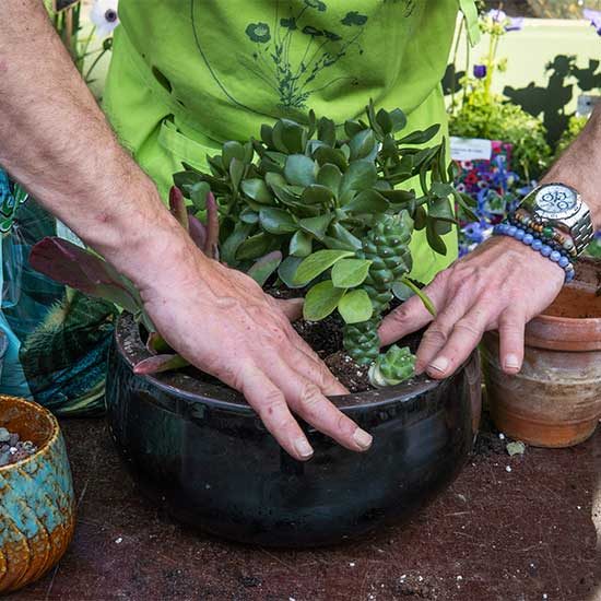 Hands planting a young plant into a pot