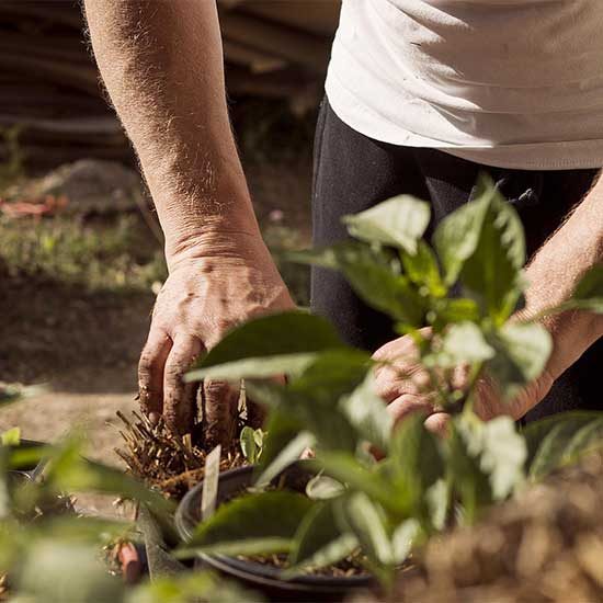Hands working compost into garden soil
