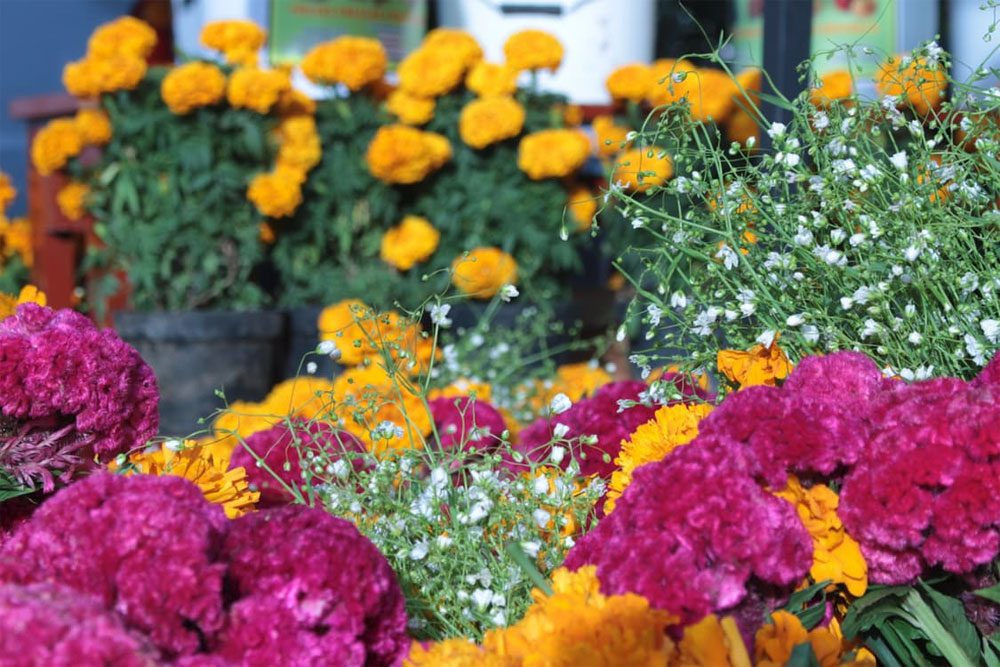 Marigolds and colorful flowers used as companion plants