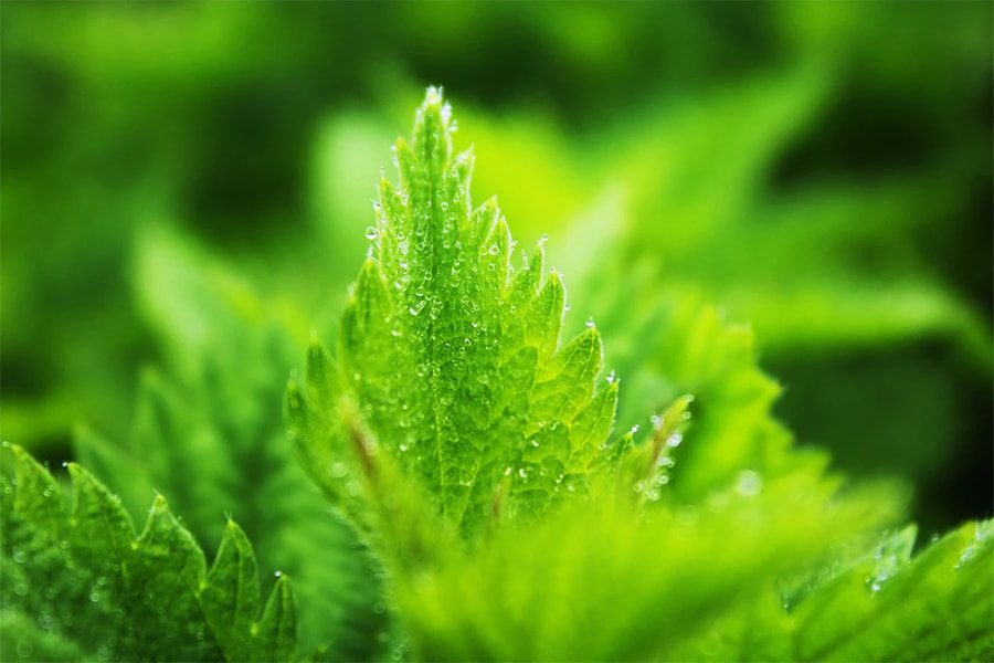 Fresh green plant growth fed by rich compost