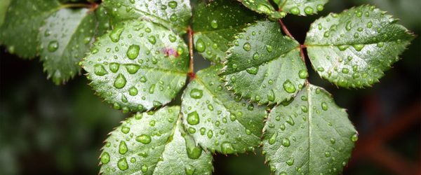 Green leaves covered with water droplets after spraying
