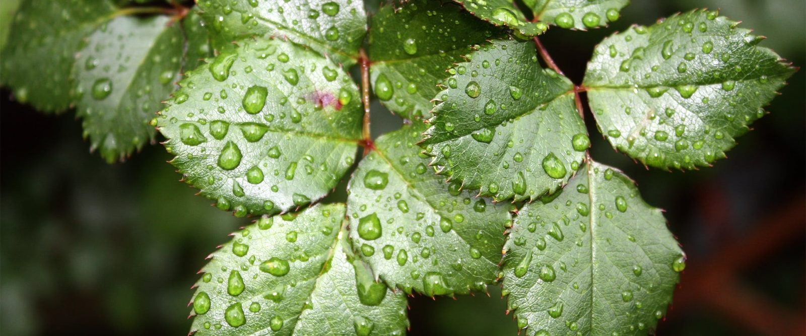 Green leaves covered with water droplets after spraying