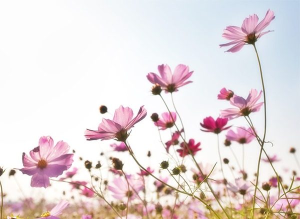 Pink cosmos flowers that attract hummingbirds