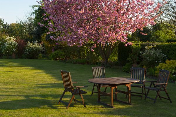 Green lawn with garden furniture under a blossoming tree