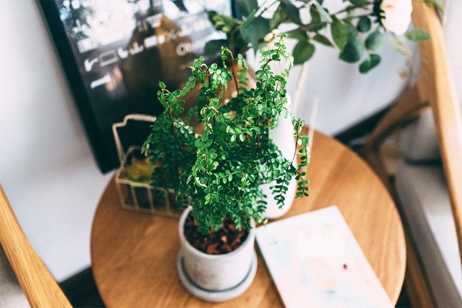 Potted plant on a wooden table ready for repotting