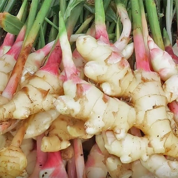 Different Types of Ginger