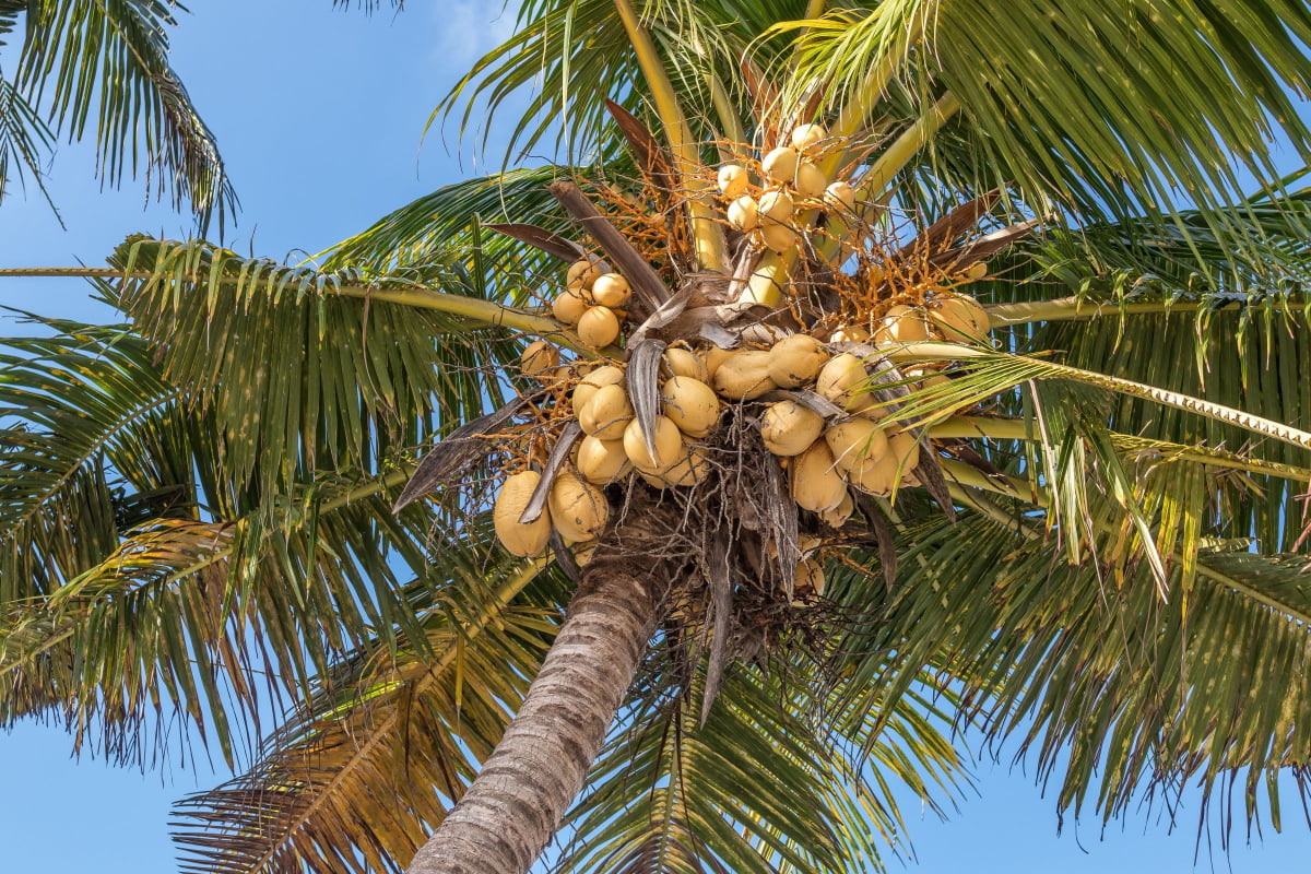 Different Coconuts