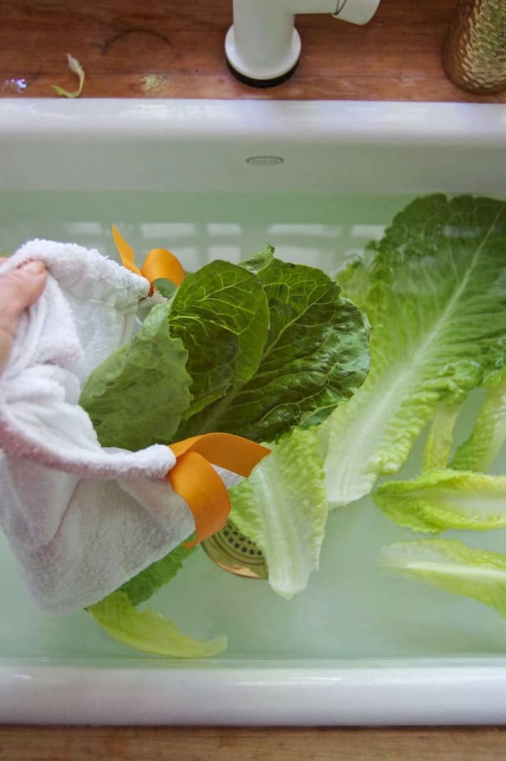 How To Keep Lettuce Fresh Herval.co