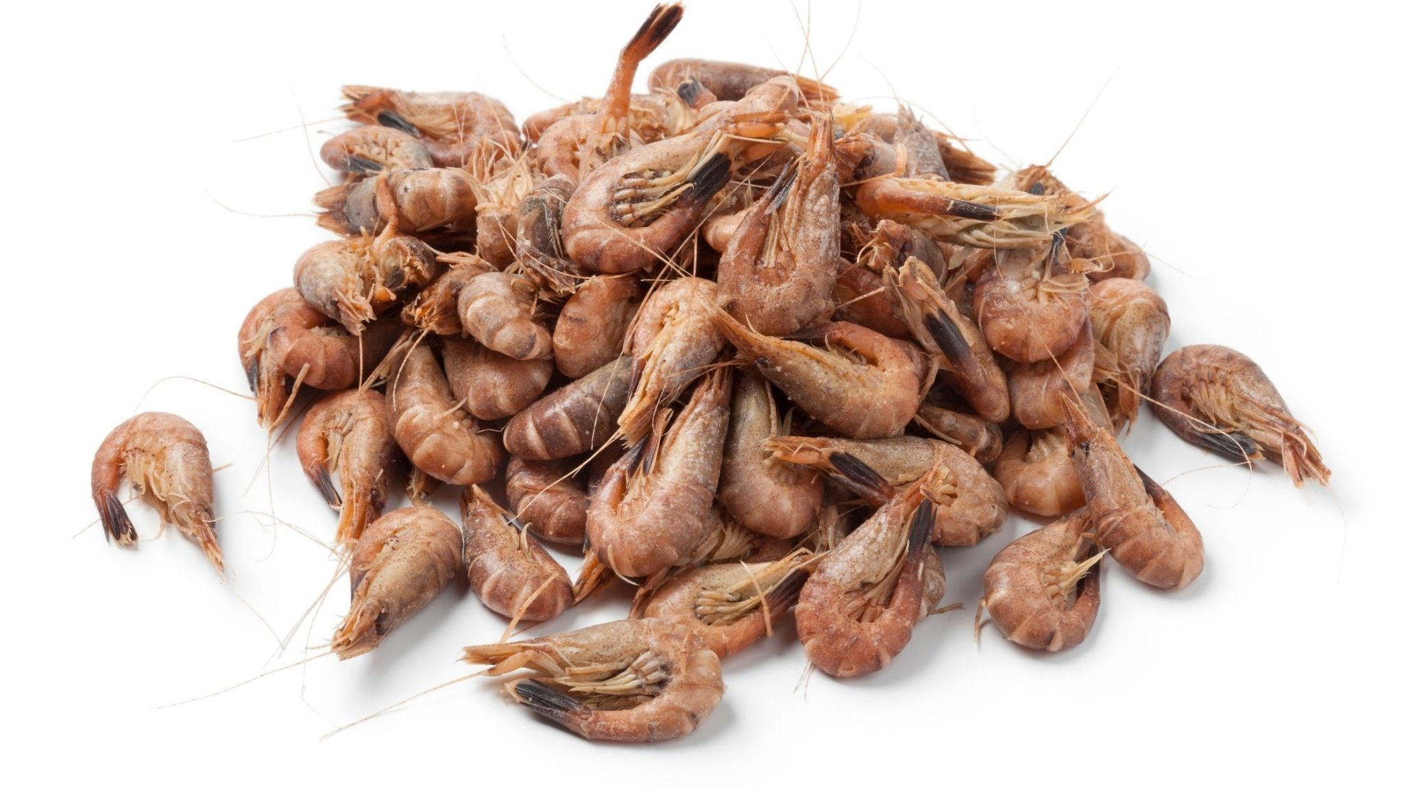 Different Types Of Shrimp