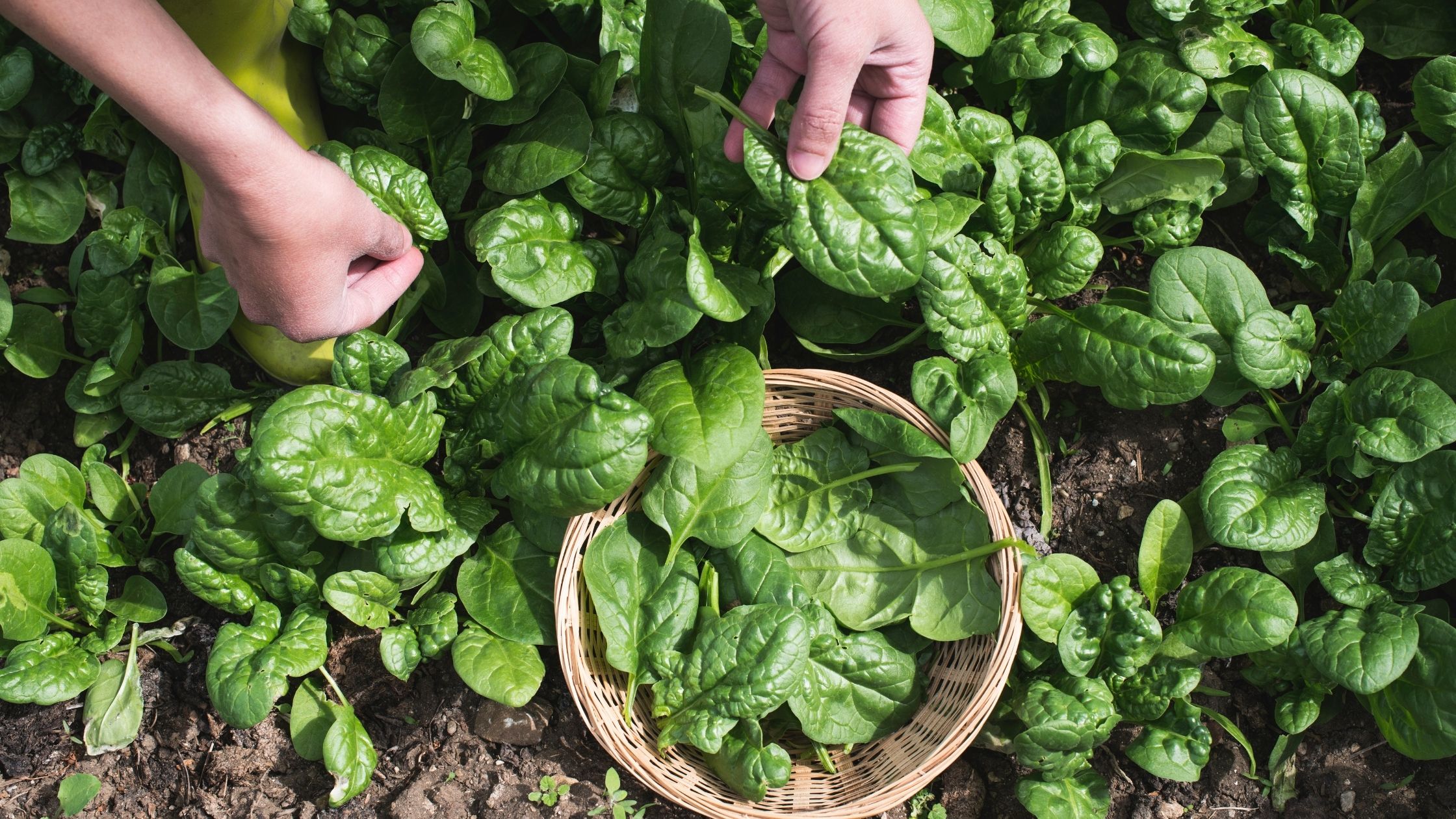 different-types-of-spinach