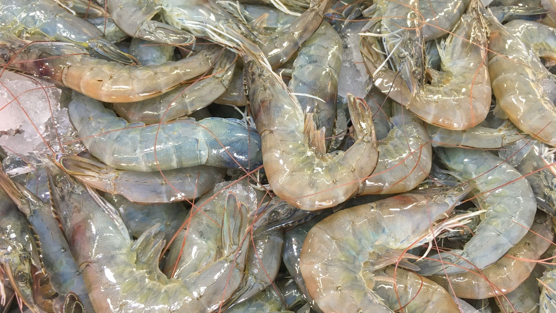 Types Of Shrimp