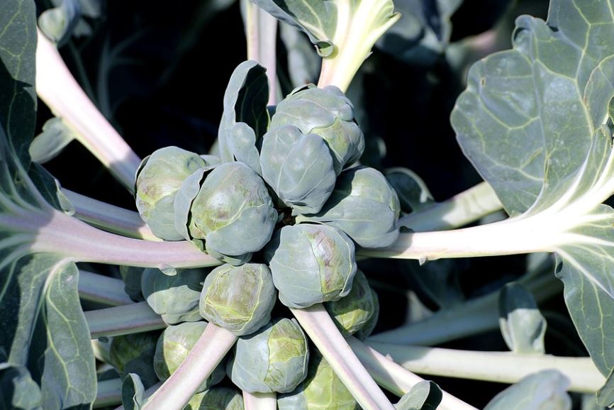 How to Harvest Brussel Sprouts
