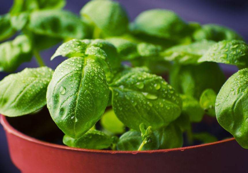 How to Harvest Basil without killing the plant