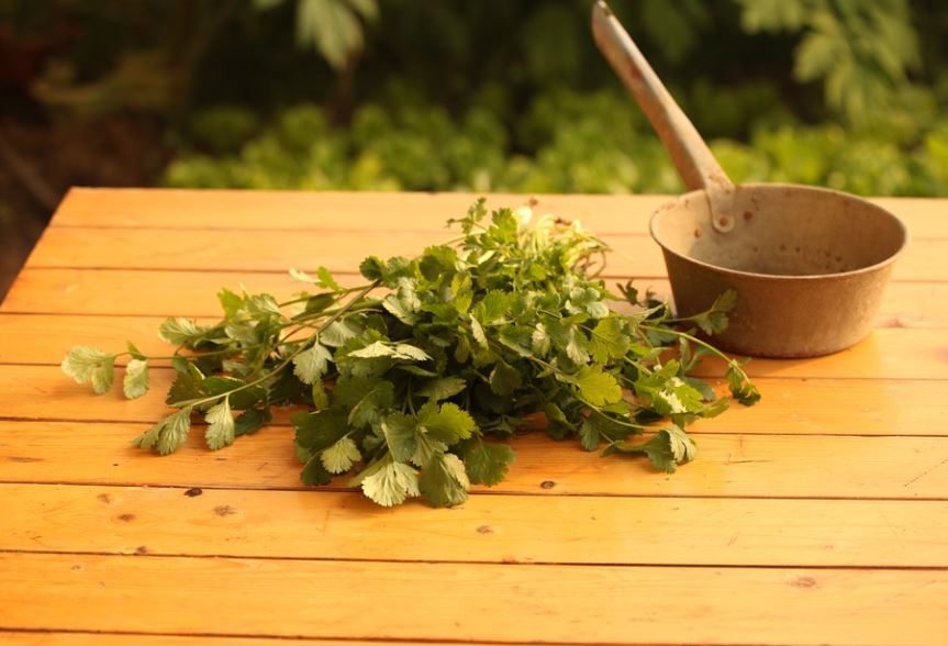 How to Harvest Cilantro seeds Herval.co