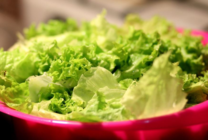 How to Harvest Romaine Lettuce