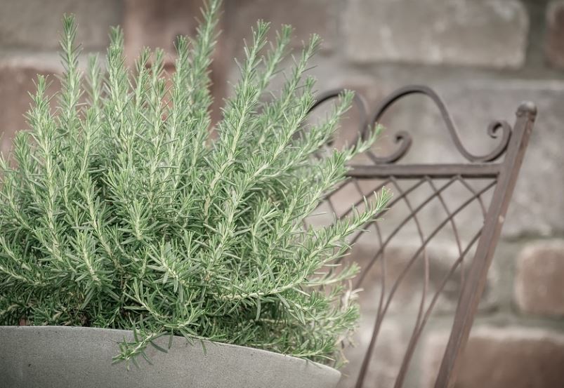 How to Harvest Rosemary