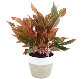 aglaonema varieties: Aglaonema Red Chinese Evergreen Indoor Plant