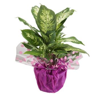 dieffenbachia varieties: Costa Farms Dumb Cane Dieffenbachia