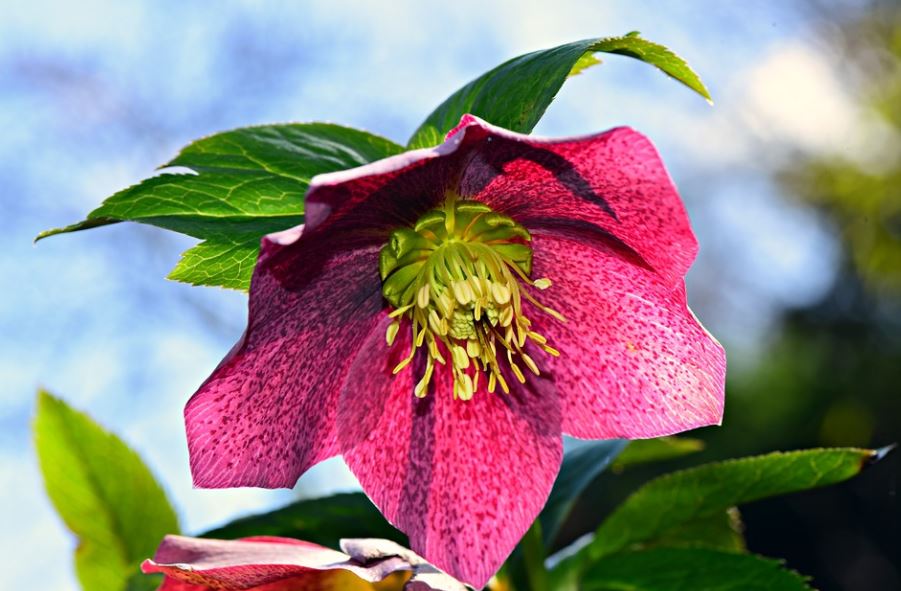 Hellebore Varieties