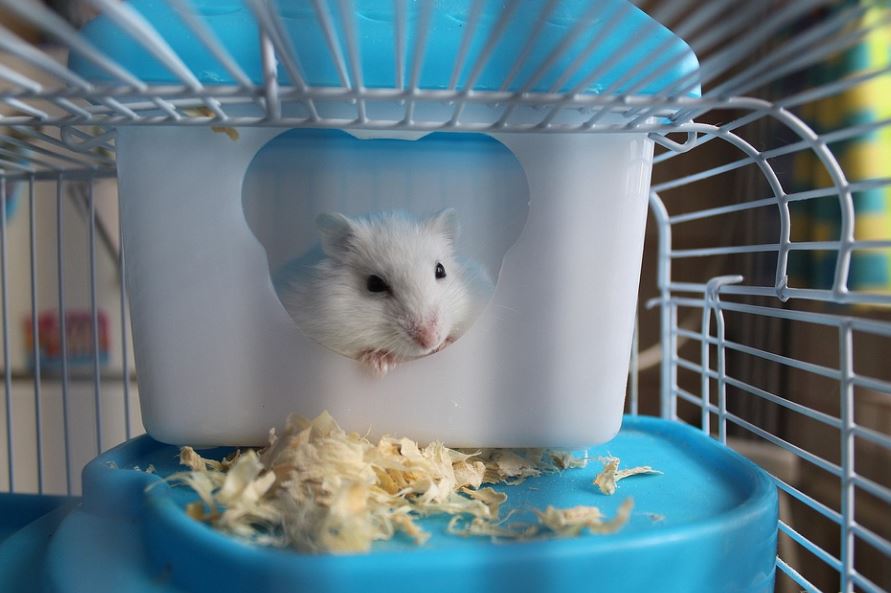 How to Clean a Hamster Cage