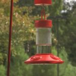 How to keep ants out of hummingbird feeder