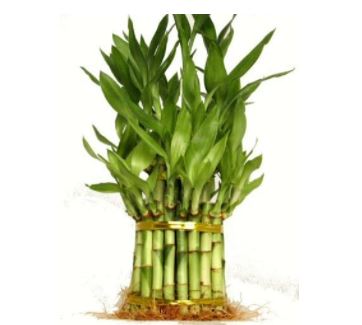 types of bamboo plants: Lucky Bamboo for Feng Shui 