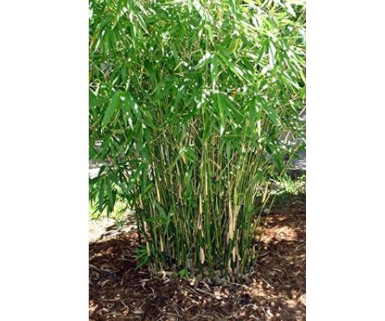 types of bamboo plants: Bambusa Green Hedge Bamboo