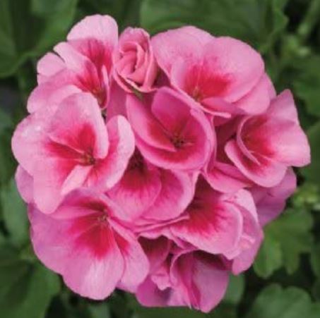 types of geraniums: Americana Rose Mega Splash Geranium
