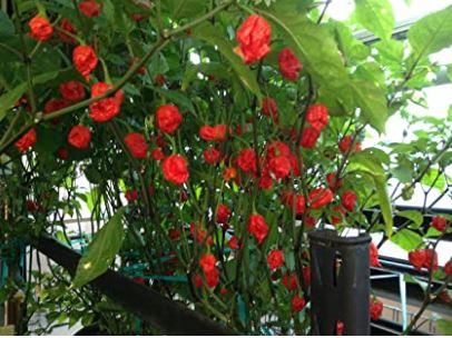 types of pepper plants: Red Caroliina Reapers
