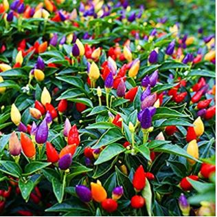 types of pepper plants: 5 Color Pepper Plant Seeds for Planting