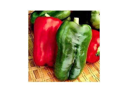 types of pepper plants: Clovers Garden Big Bertha Red Pepper