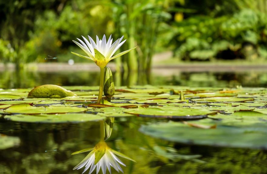 Types Of Water Plants