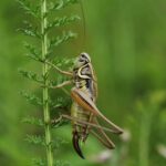 Types of crickets