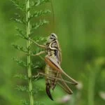 Types of crickets