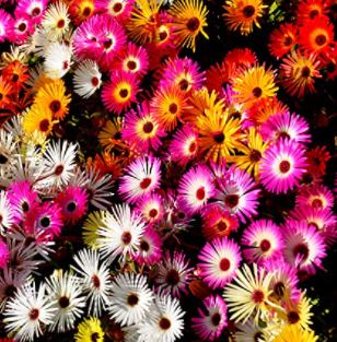 types of ice plant: Ice Plant Ground Cover Flower