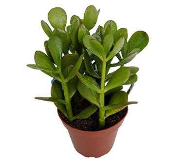 types of jade plants: Sunset Jade Plant - Crassula 