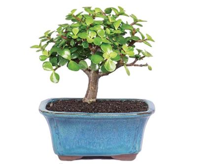 types of jade plants: Dwarf Jade Indoor Bonsai Tree